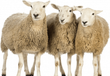 ΣΥΝΑΓΕΡΜΟΣ ΓΙΑ ΚΡΟΥΣΜΑ ΕΥΛΟΓΙΑΣ ΣΤΑ ΑΓΡΑΦΑ pngimg.com sheep png96505