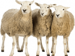 pngimg.com sheep png96505