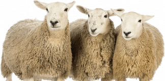 pngimg.com sheep png96505