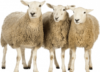pngimg.com sheep png96505