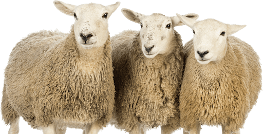ΣΥΝΑΓΕΡΜΟΣ ΓΙΑ ΚΡΟΥΣΜΑ ΕΥΛΟΓΙΑΣ ΣΤΑ ΑΓΡΑΦΑ pngimg.com sheep png96505