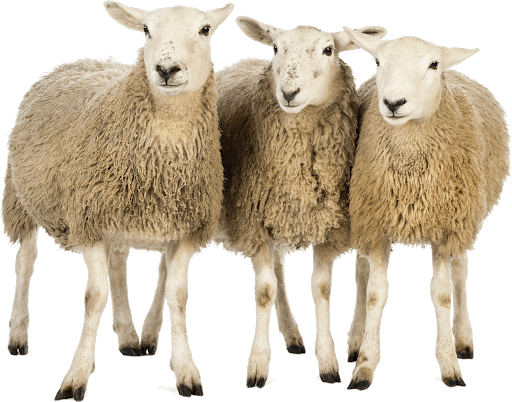 pngimg.com sheep png96505 pngimg.com sheep png96505