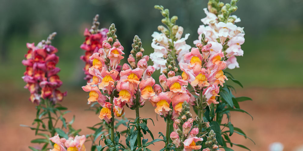 ΤΣΟΥΤΣΕΚΙΑ