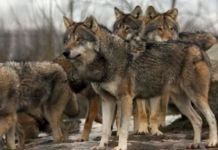 Εμφάνιση λύκων στην Ευρυτανία: Οι επίσημες οδηγίες του Δασαρχείου για την ασφάλεια των πολιτών screenshot 2026 04 16 124229