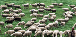 ΚΚΕ Ευρυτανίας: «Κυβερνητικό Έγκλημα σε Βάρος της Κτηνοτροφίας» ΕΥΛΟΓΙΑ