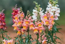 ΤΣΟΥΤΣΕΚΙΑ