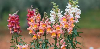 ΤΣΟΥΤΣΕΚΙΑ