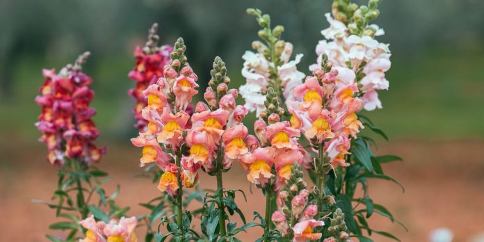 ΤΣΟΥΤΣΕΚΙΑ