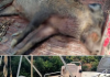 Κυνηγούσαν παράνομα αγριογούρουνα στο Φράγμα Κρεμαστών- συνελήφθησαν δύο άτομα screenshot 2026 09 04 155143